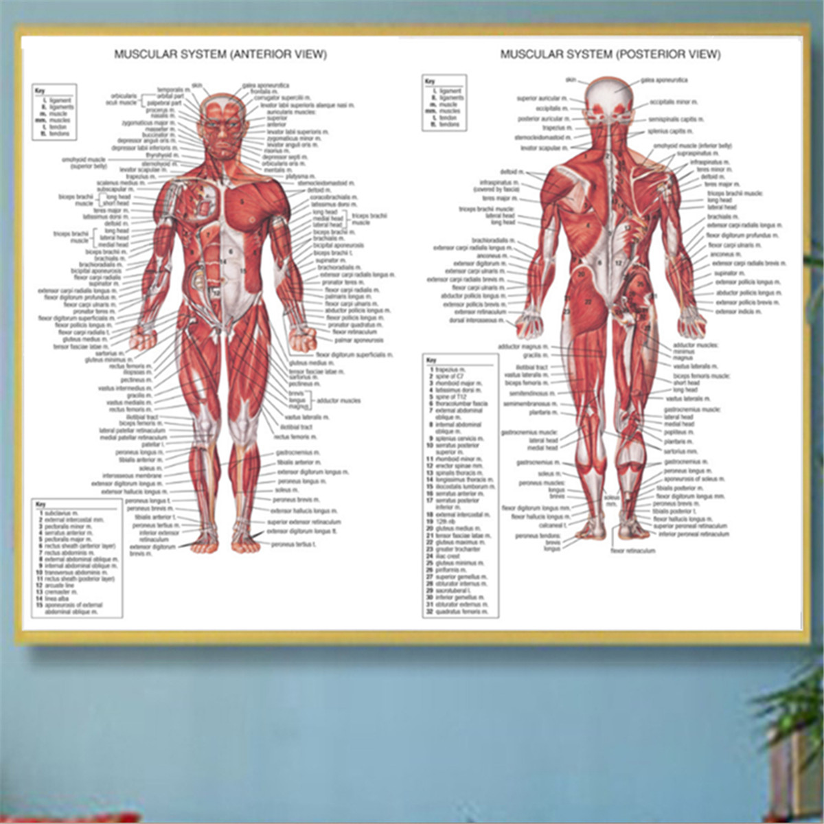 70X50CM Human Body Muscle Anatomy System Anatomical Chart Educational