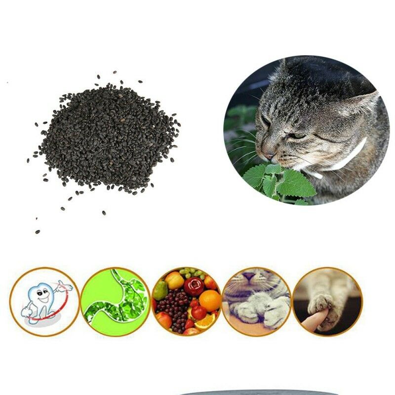 400X-Catnip-Seeds-Catmint-Nepeta-Cataria-Organic-Garden-Home-Herb-Plant-Seeds 